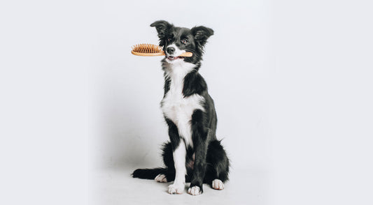 Qualities to Look for In Your Dog Brush