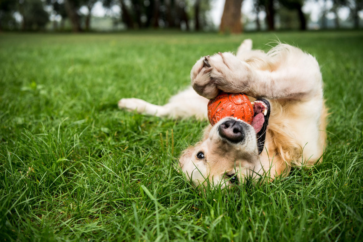 Golden Lab rolling in the grass with an orange ball in its mouth.