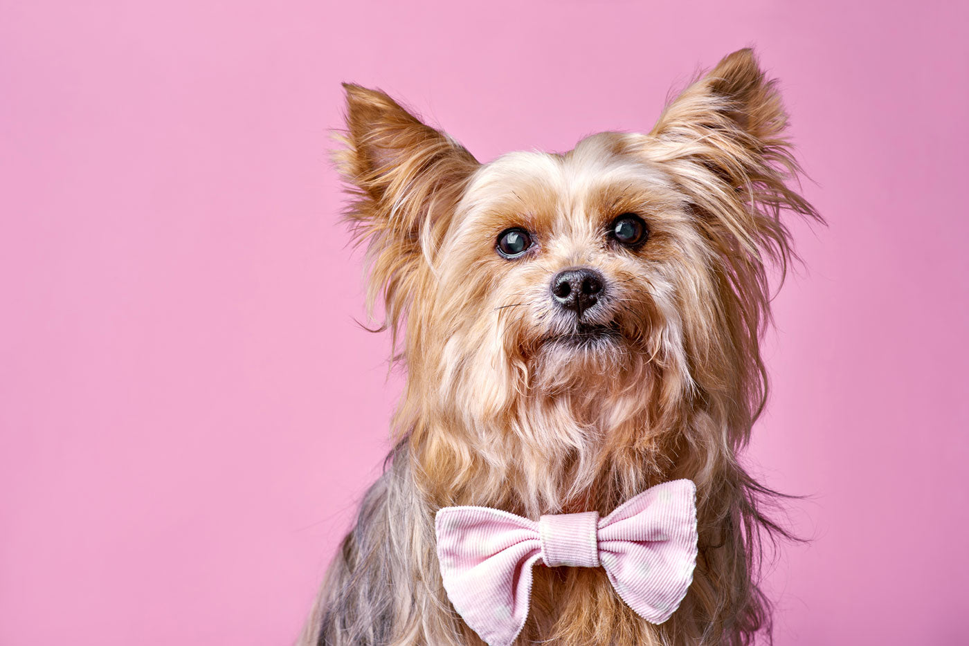 Well groomed dog with a pink bowtie on a pink background.