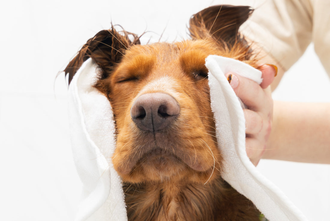 How Often Should You Bathe Your Dog? A Breed-by-Breed Guide