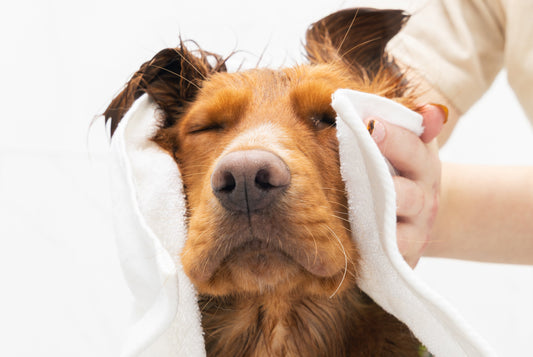 How Often Should You Bathe Your Dog? A Breed-by-Breed Guide