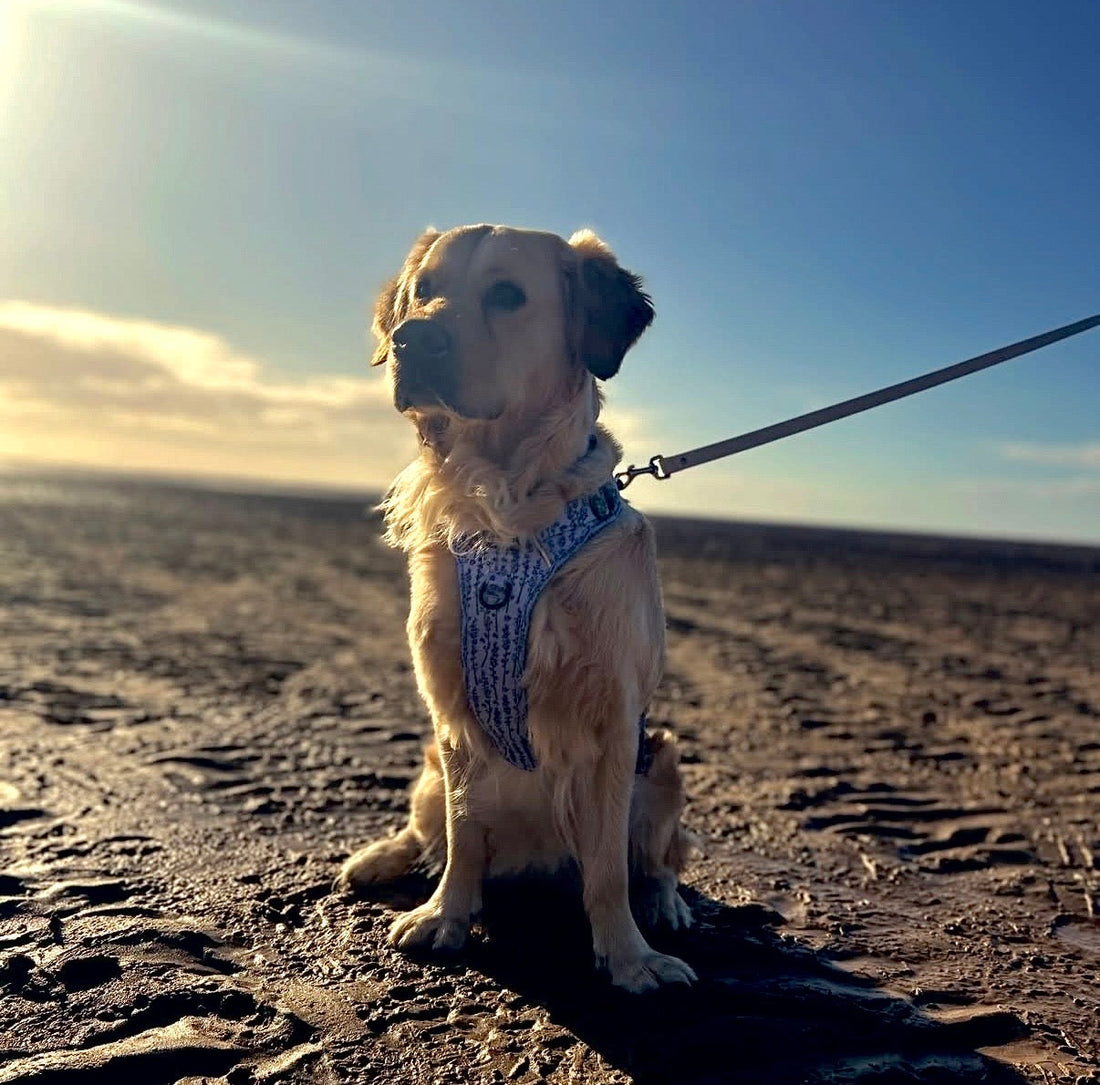 7 Great Places to Bring Your Dog This Summer