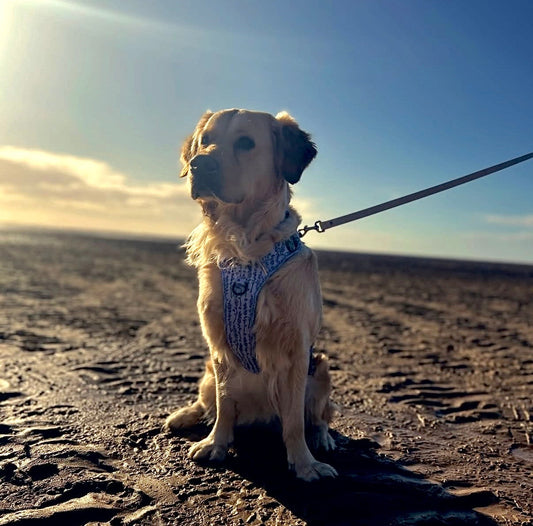 7 Great Places to Bring Your Dog This Summer