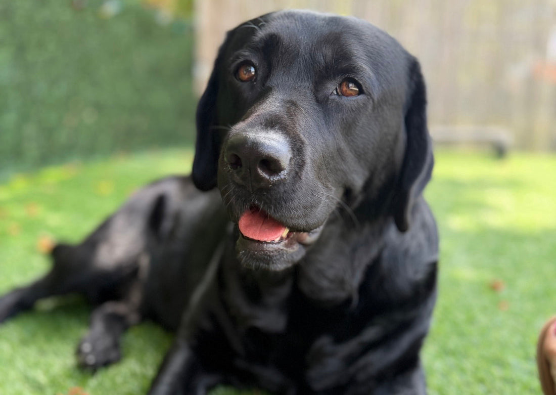 Summer Adventures Are Better With Your Dog
