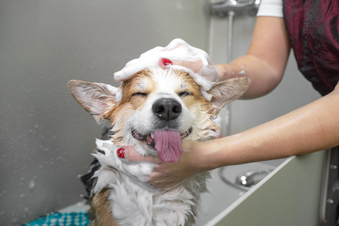 corgie getting a dog bath