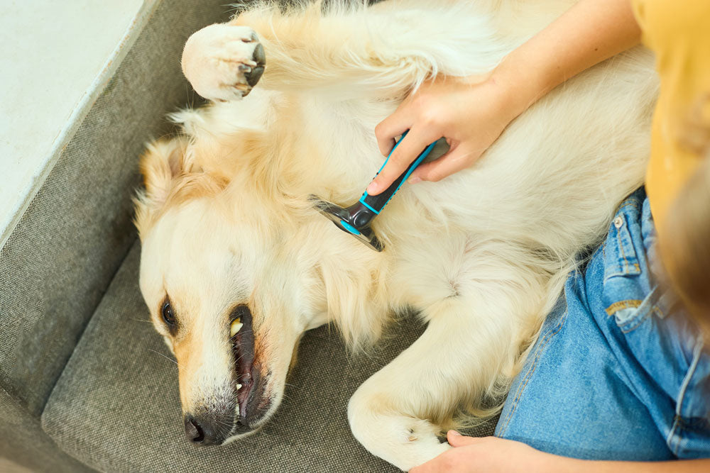 Your Go-To Dog Grooming Checklist [Free Download Inside]