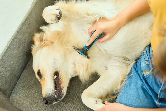 Your Go-To Dog Grooming Checklist [Free Download Inside]