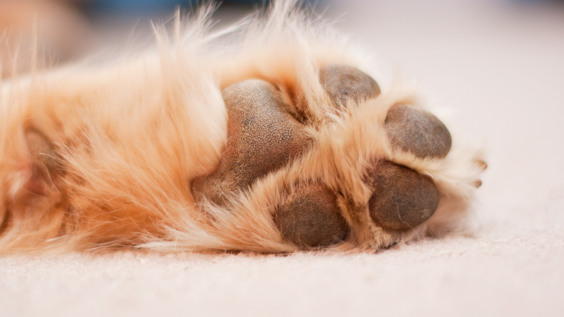 Your Guide to Finding a Good Paw Protector
