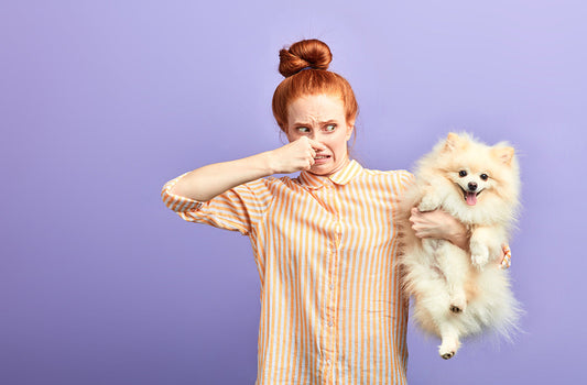 What Does Dog Deodorizing Spray Do?