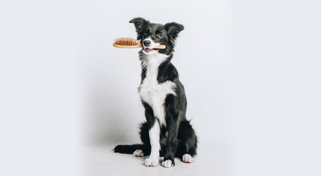 Qualities to Look for In Your Dog Brush