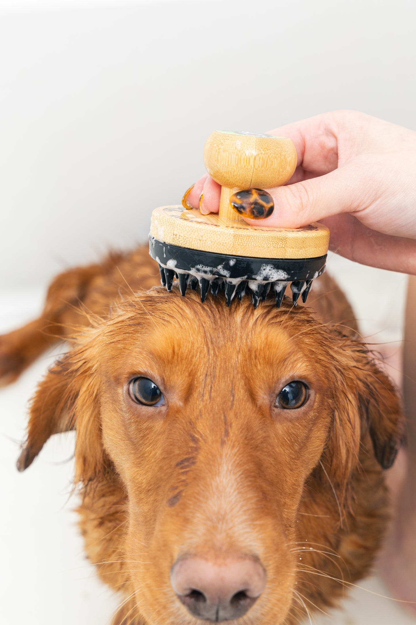 Pro Bundle - Small Dog