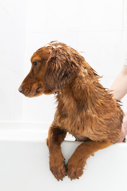 Pro Bundle - Small Dog