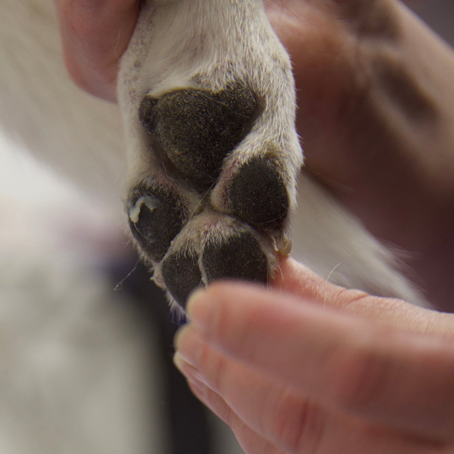 Paw Protector
