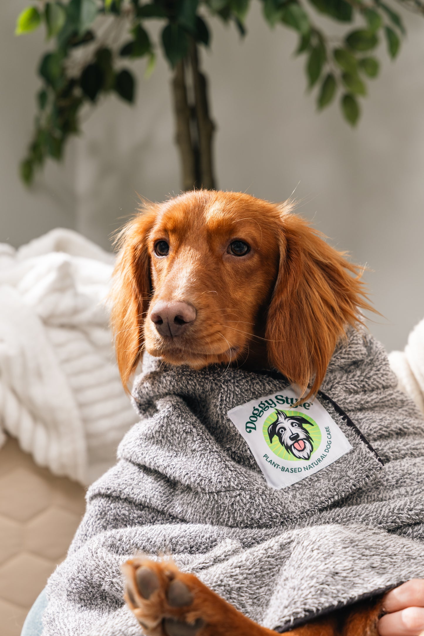 Pro Bundle - Small Dog